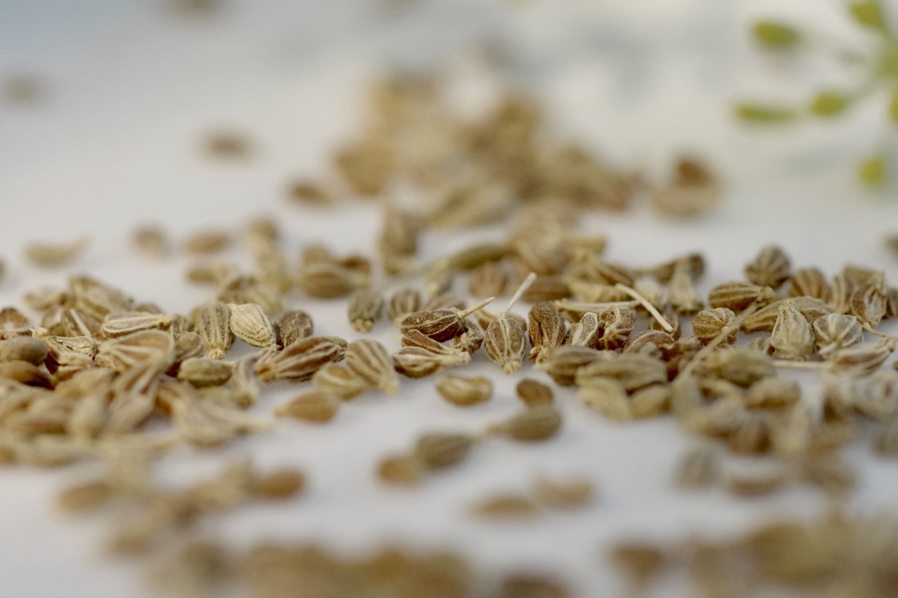 Getrocknete Anisfrüchte von Pimpinella anisum