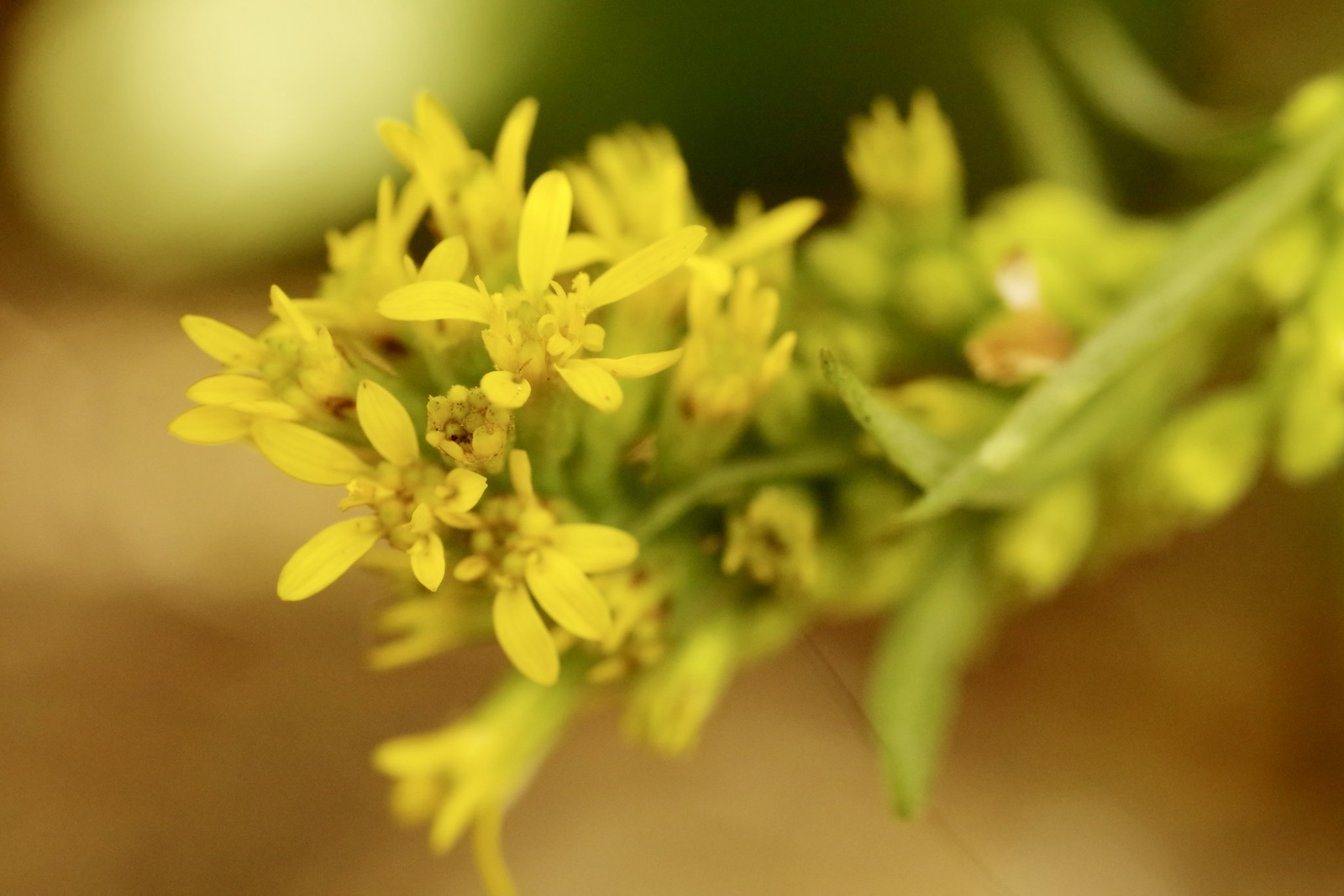 Echte Goldrute mit gelben Blüten
