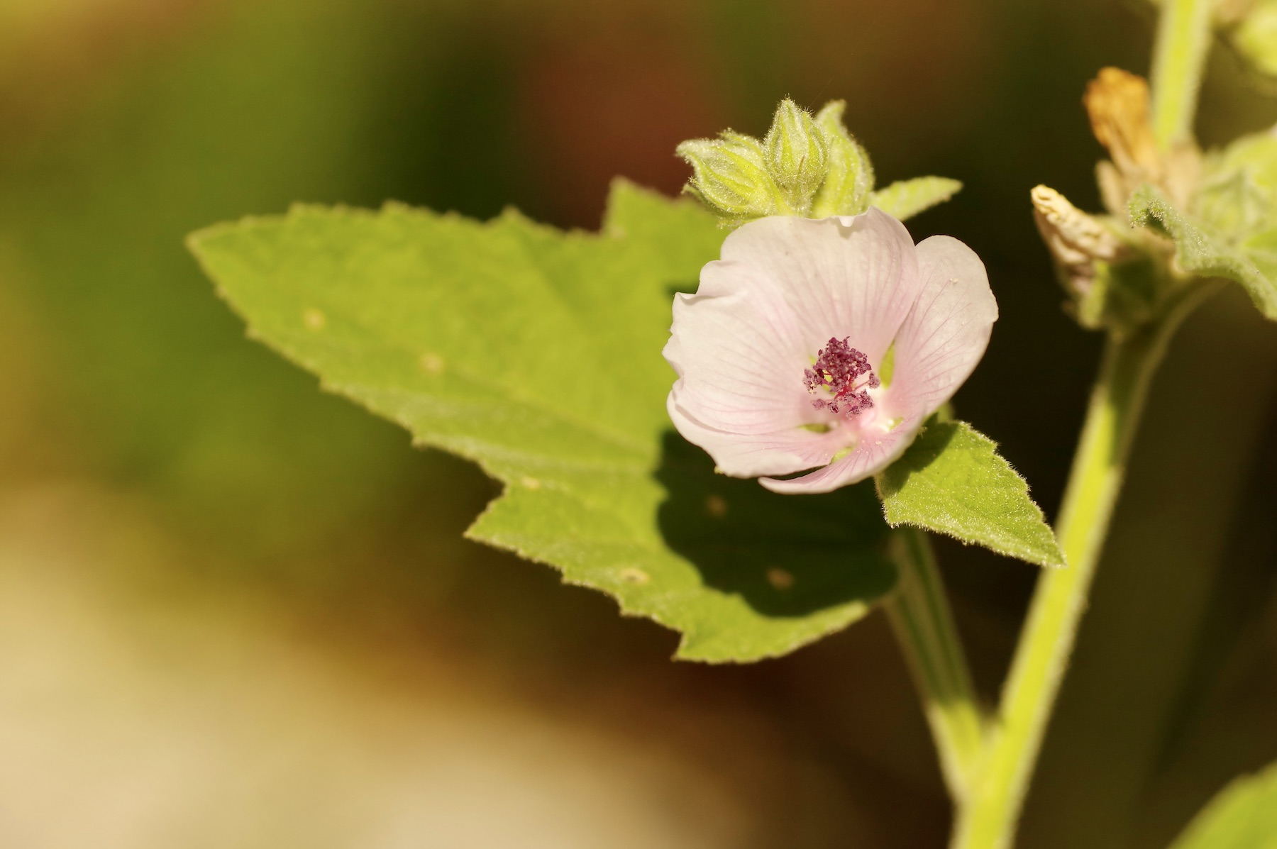 Echter Eibisch (Althaea officinalis) mit hellrosa Blüten und samtigen Blättern