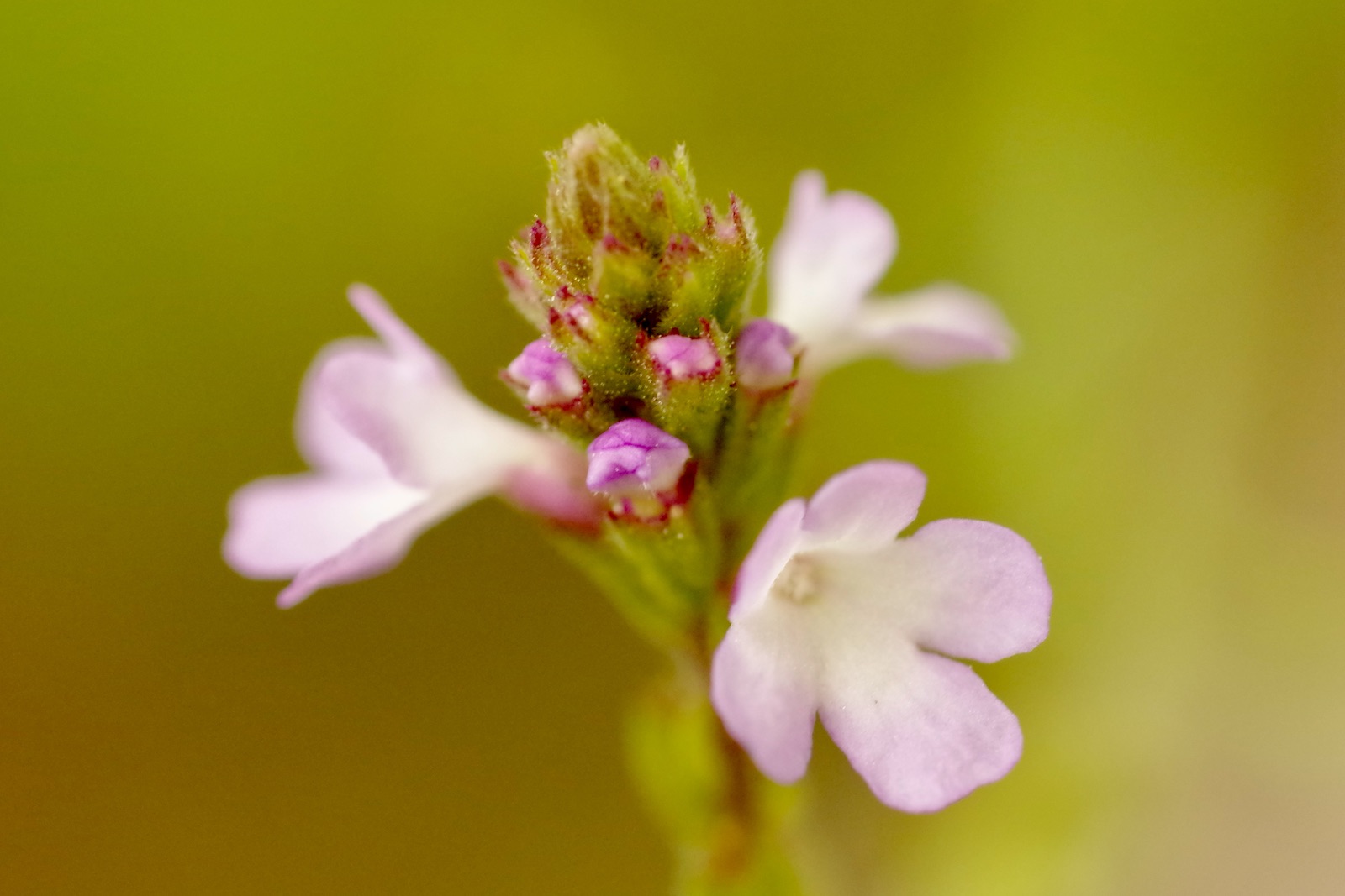 Echtes Eisenkraut (Verbena officinalis) mit kleinen violetten Blüten