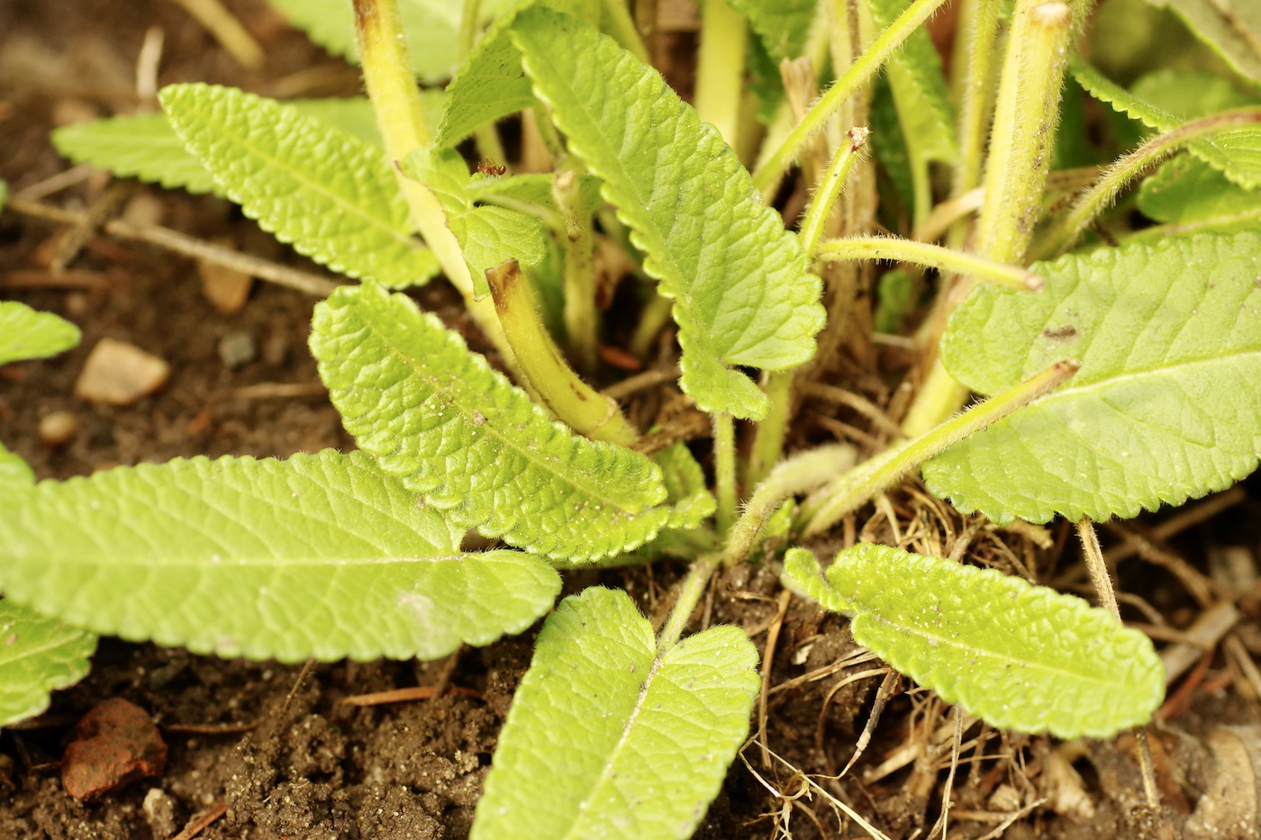 Heilziest - Stachys officinalis