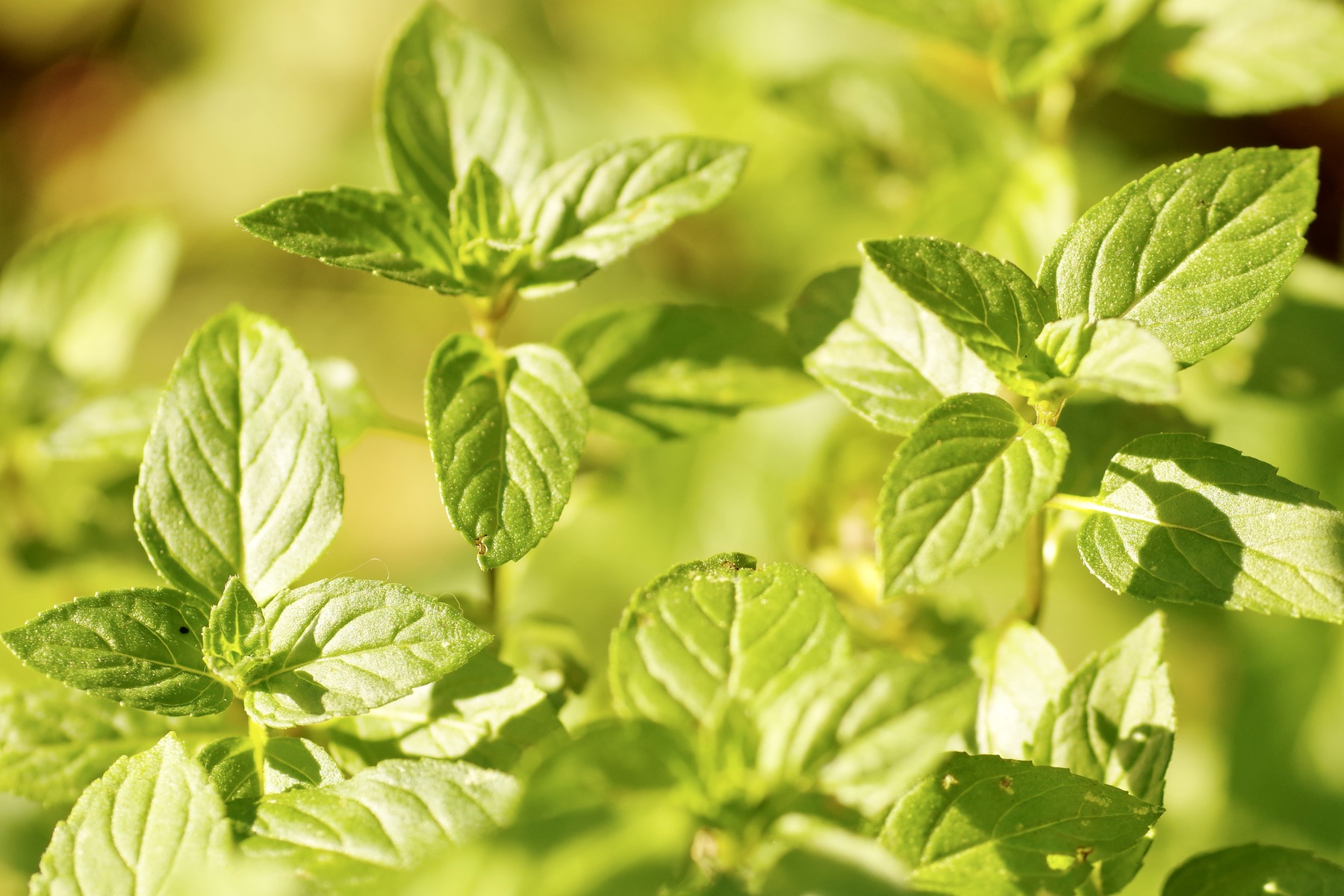 Pfefferminze (Mentha × piperita) mit grünen Blättern und Blüten
