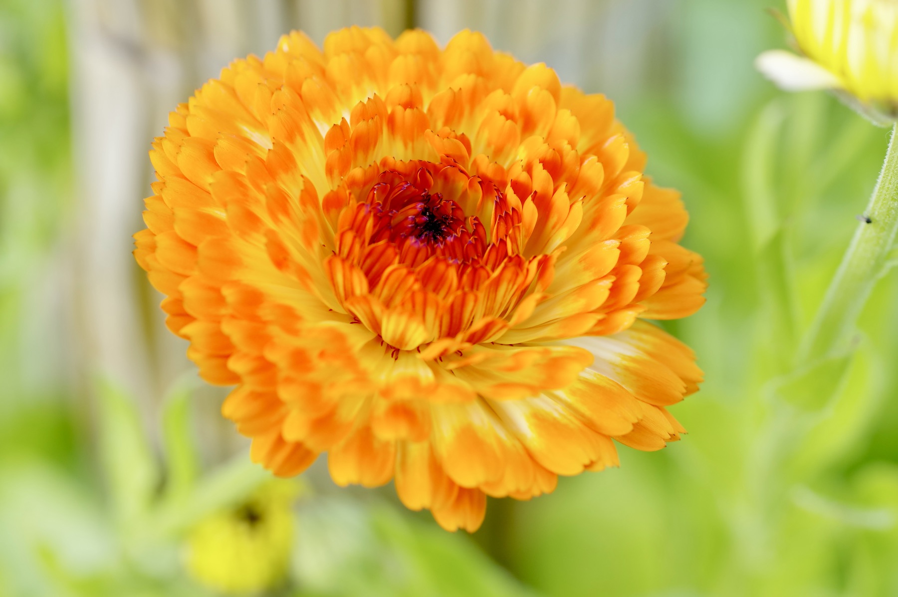 Ringelblume - Calendula officinalis