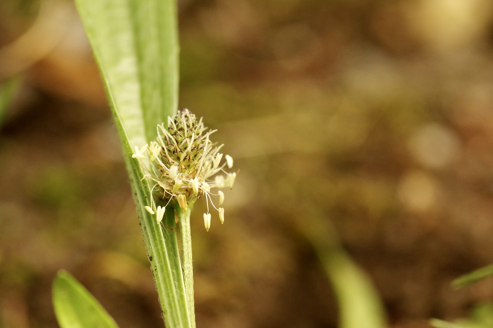 Spitzwegerich (Plantago lanceolata) mit schmalen Blättern und Blütenständen