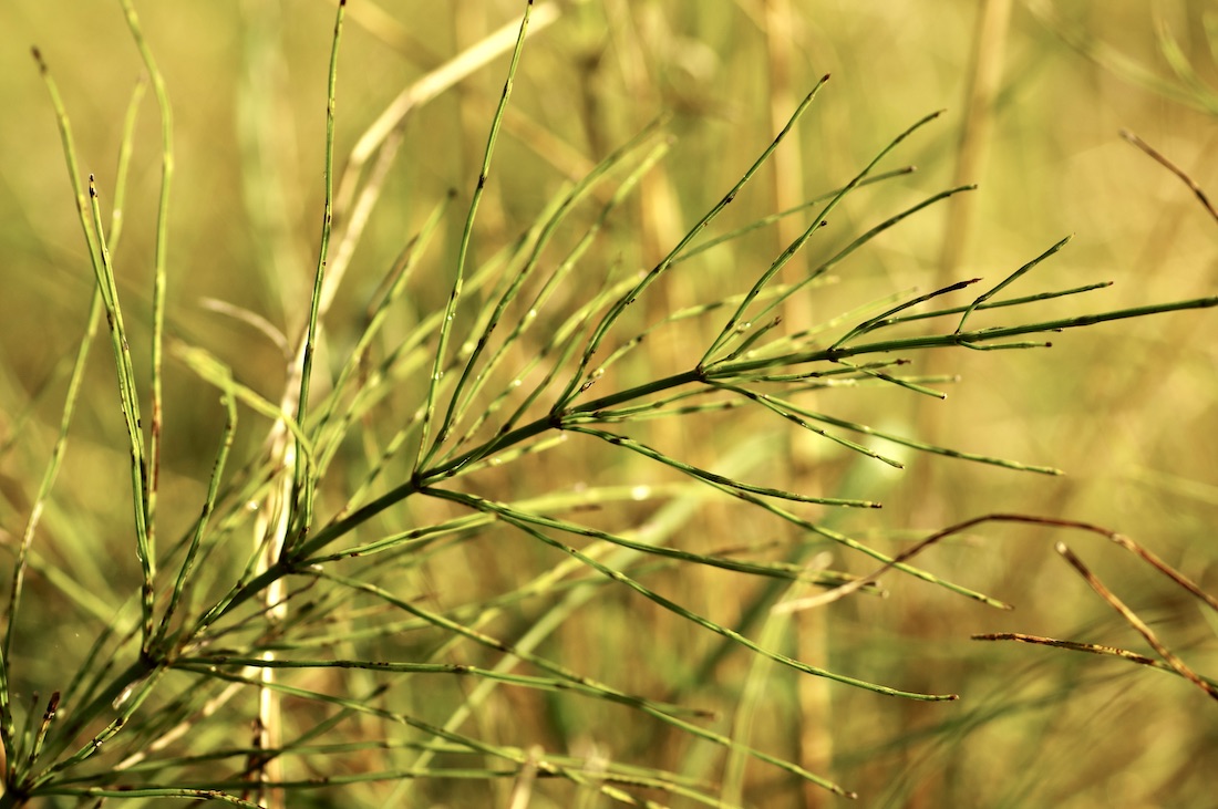 Ackerschachtelhalm – Equisetum arvense