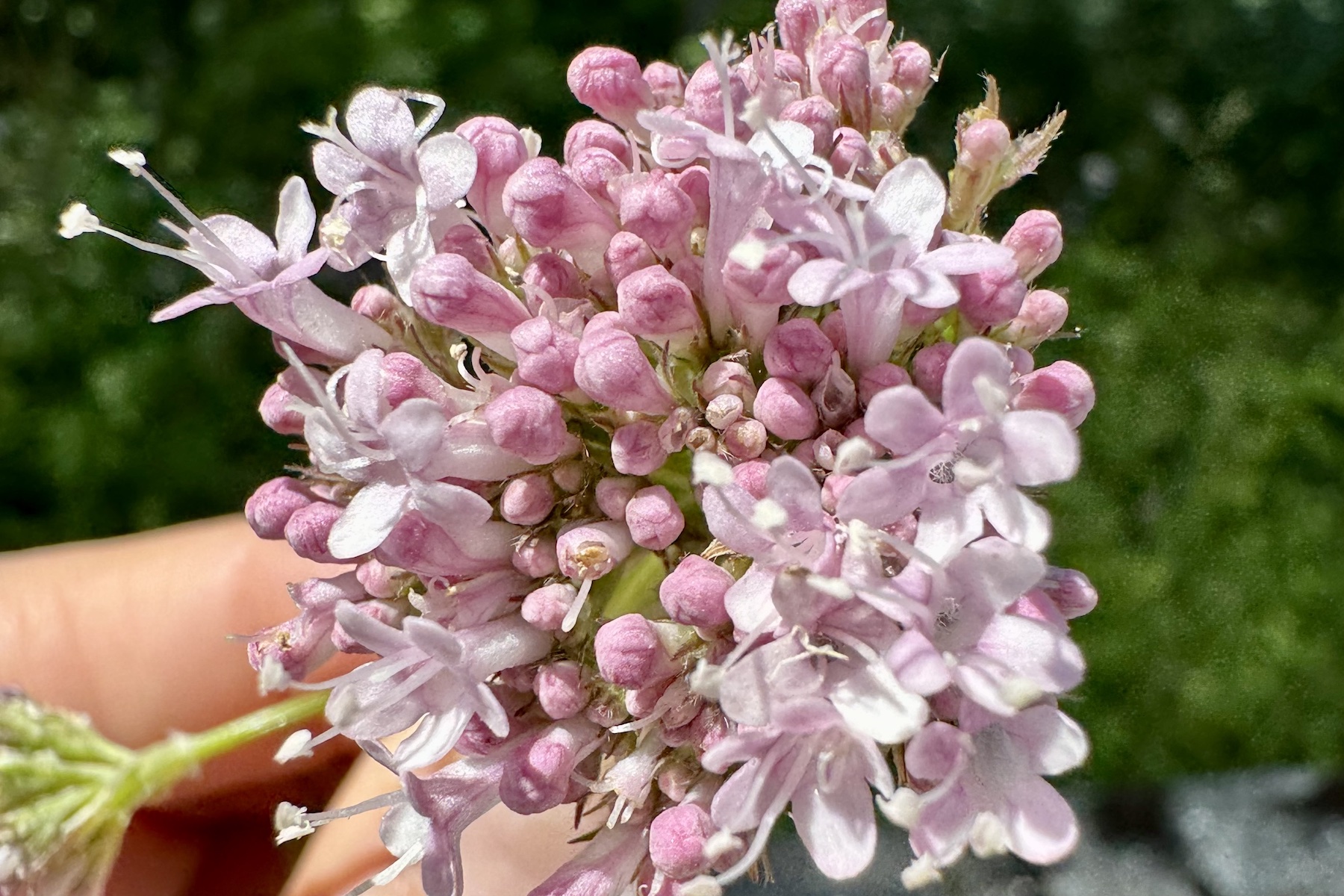 Baldrian - Valeriana officinalis