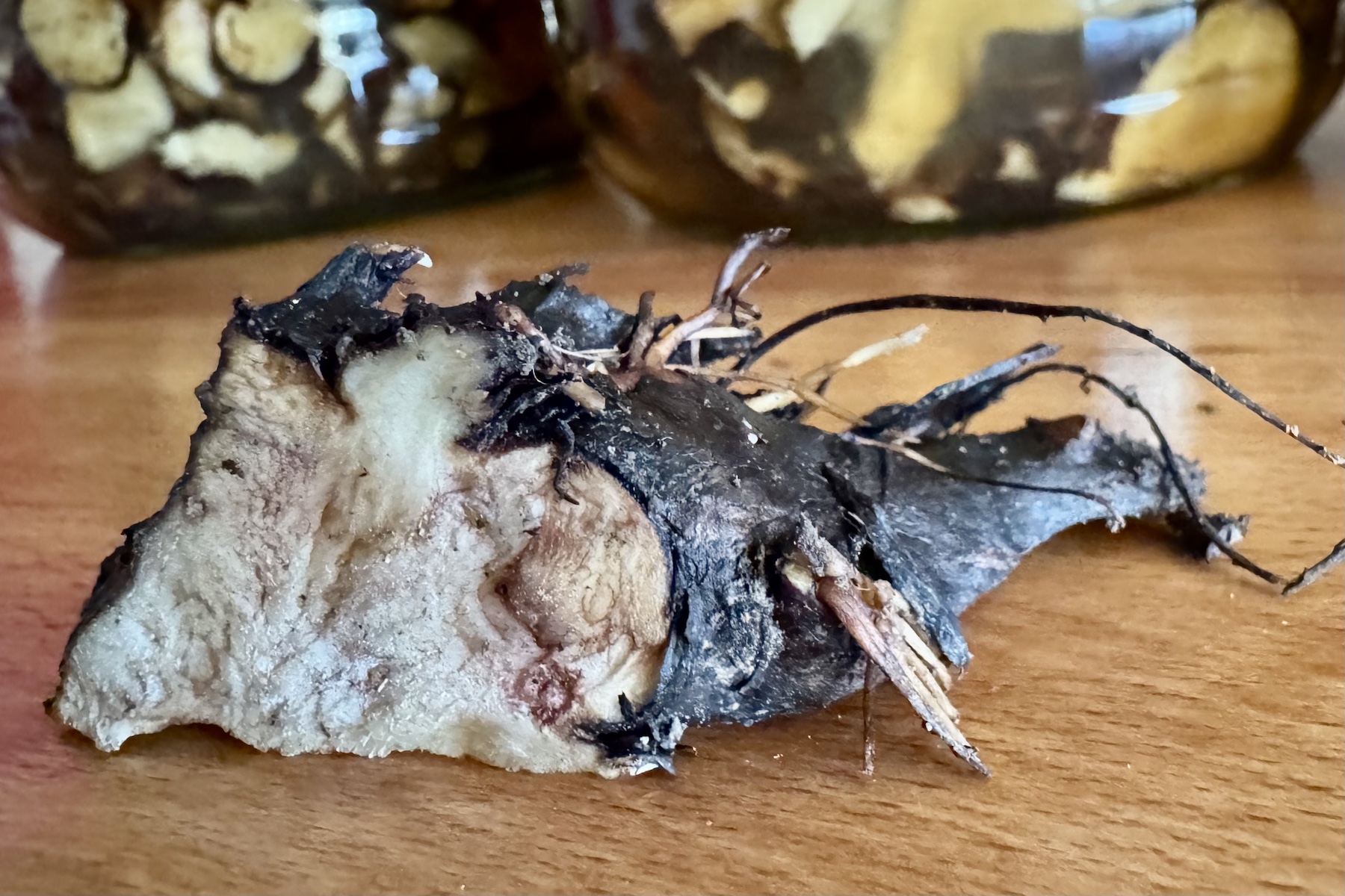Beinwellwurzel - Symphytum officinale