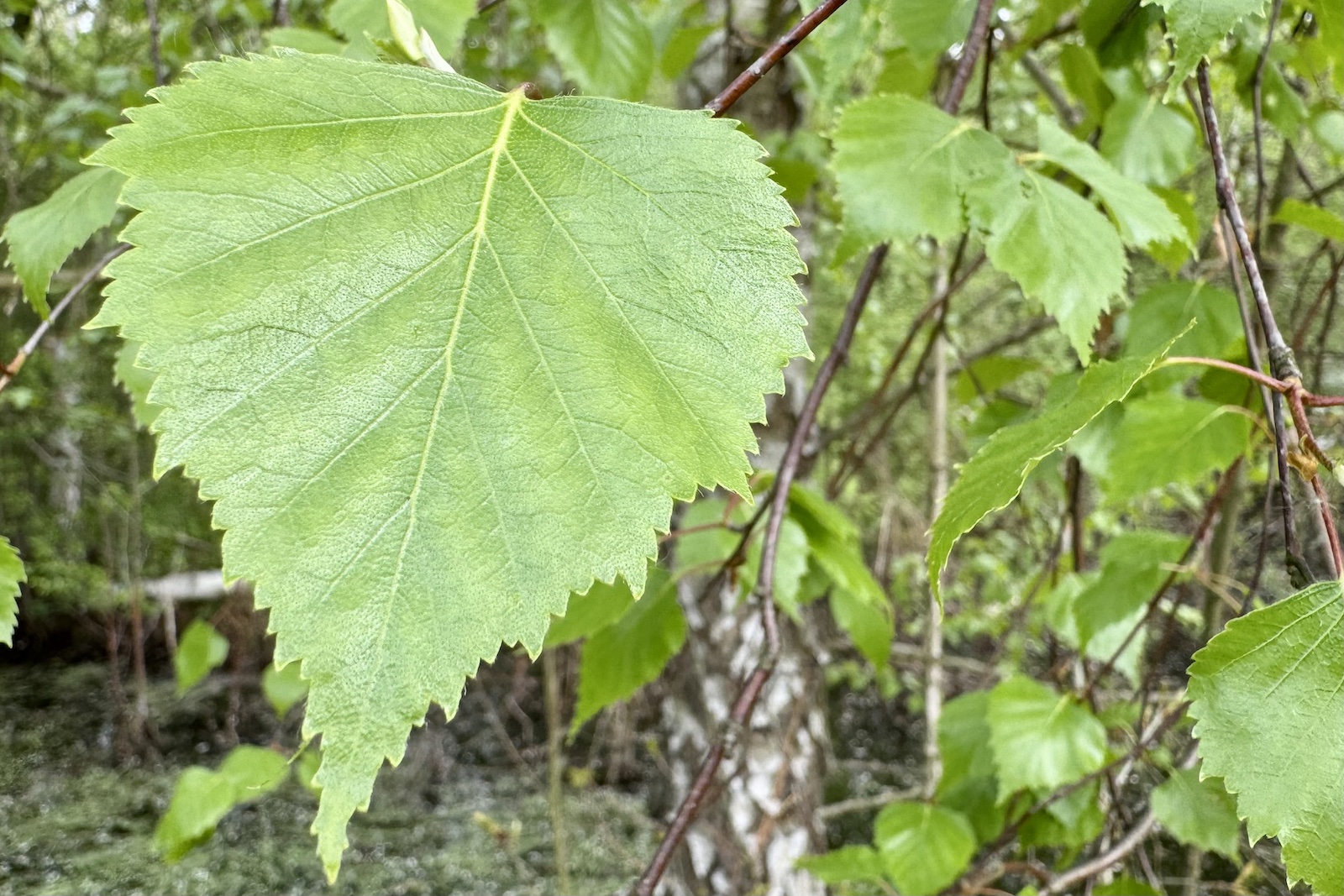 Beinwellwurzel - Symphytum officinale