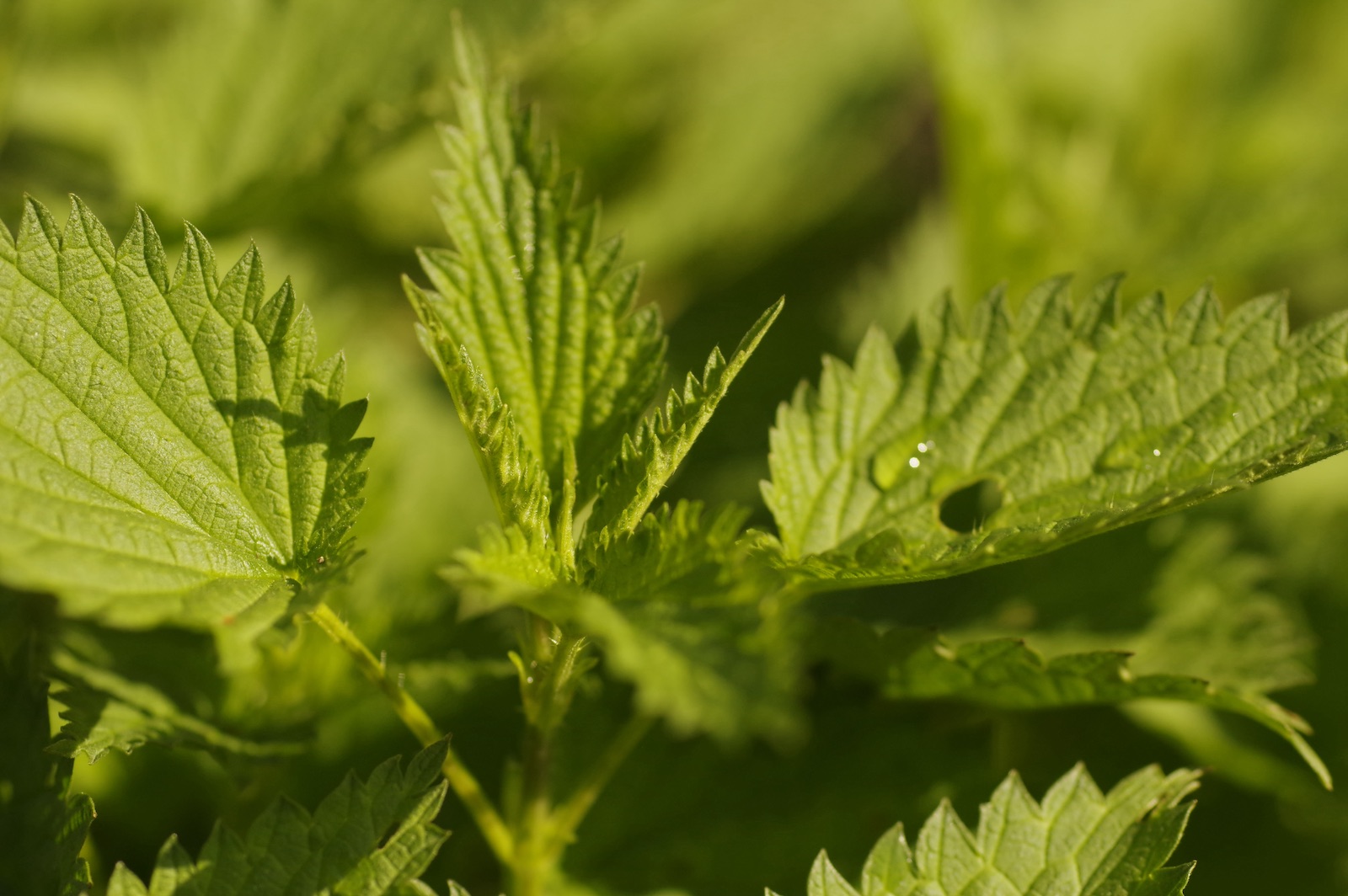 Brennnessel - Urtica dioica