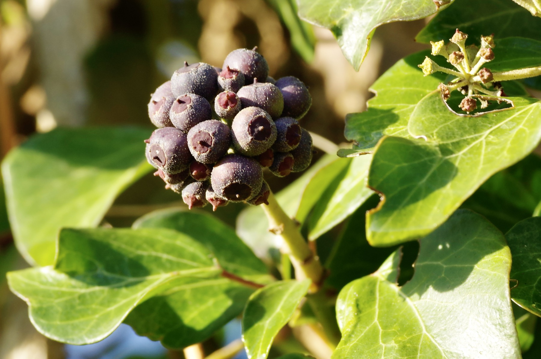 Efeu - Hedera helix