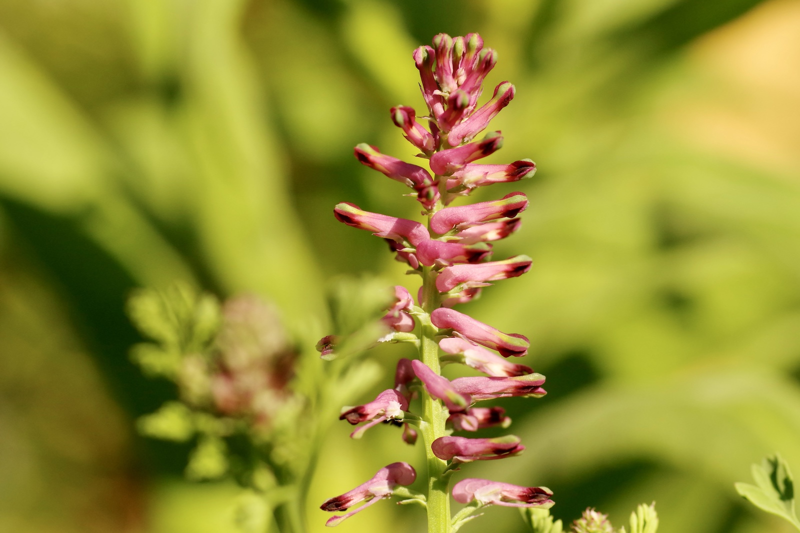 Erdrauch - Fumaria officinalis