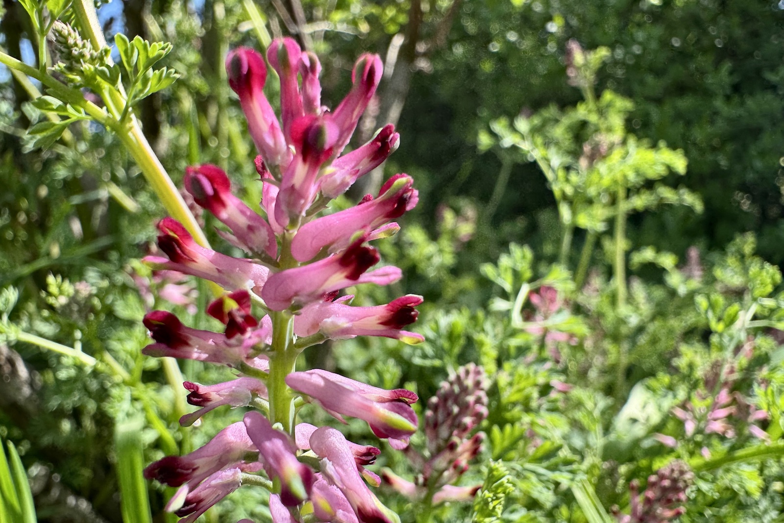 Erdrauch - Fumaria officinalis