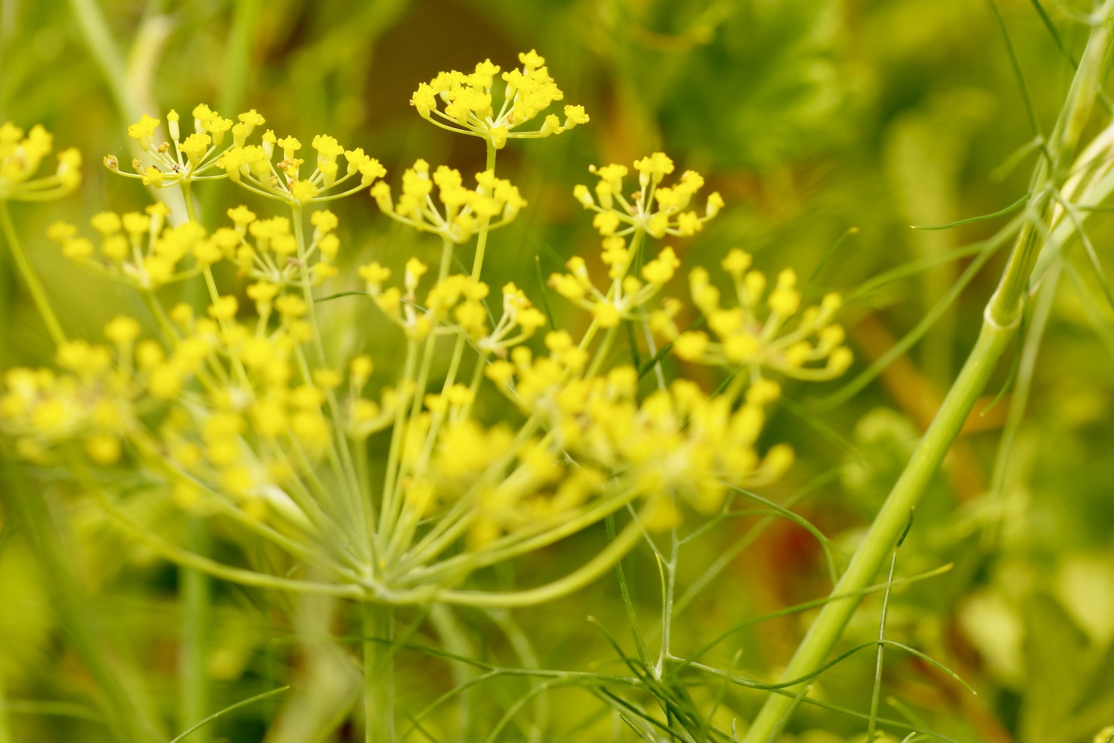 Fenchel – Foeniculum vulgare