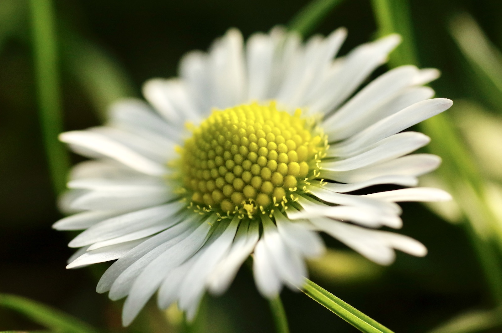 Gänseblümchen - Bellis perennis