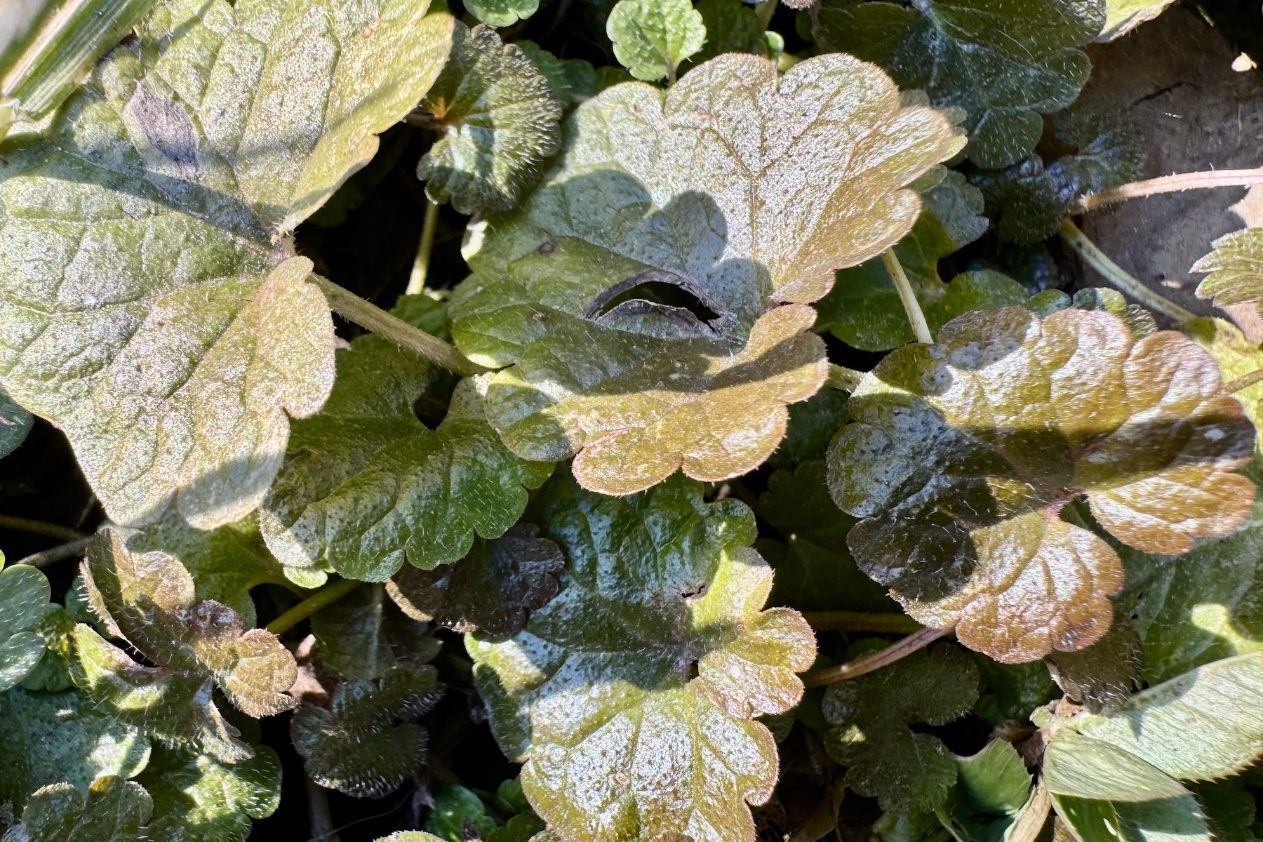 Gundermann - Glechoma hederacea