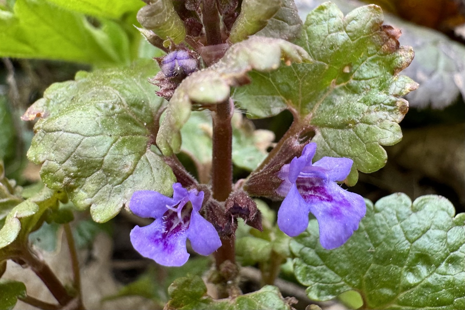 Gundermann - Glechoma hederacea