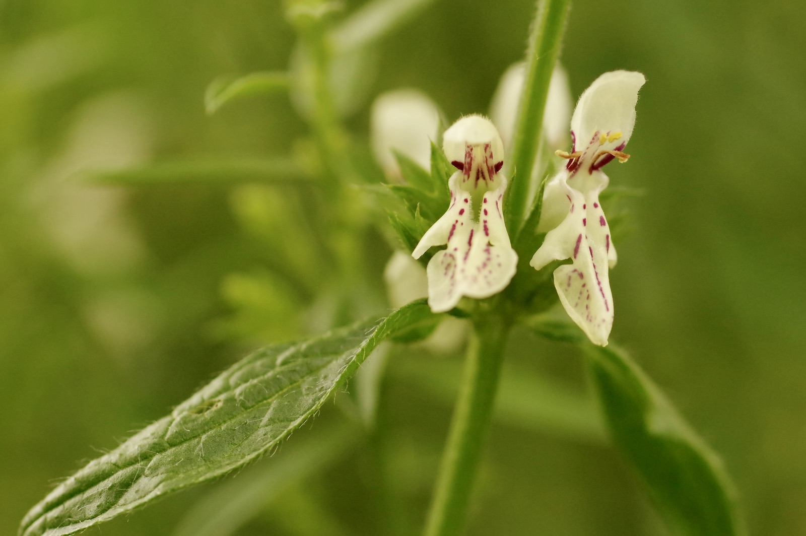 Heilziest - Stachys officinalis