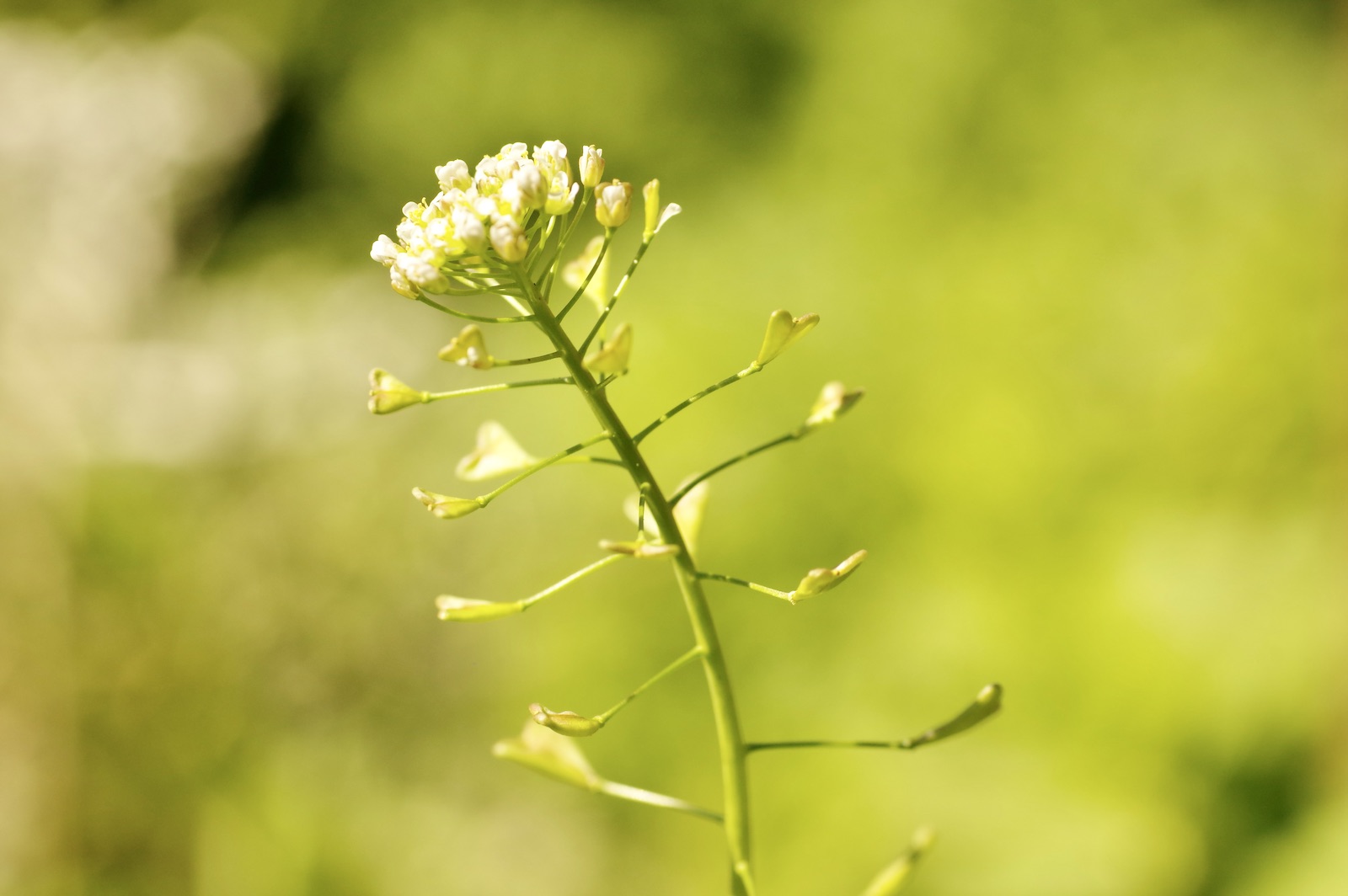 Hirtentäschel - Capsella bursa-pastoris