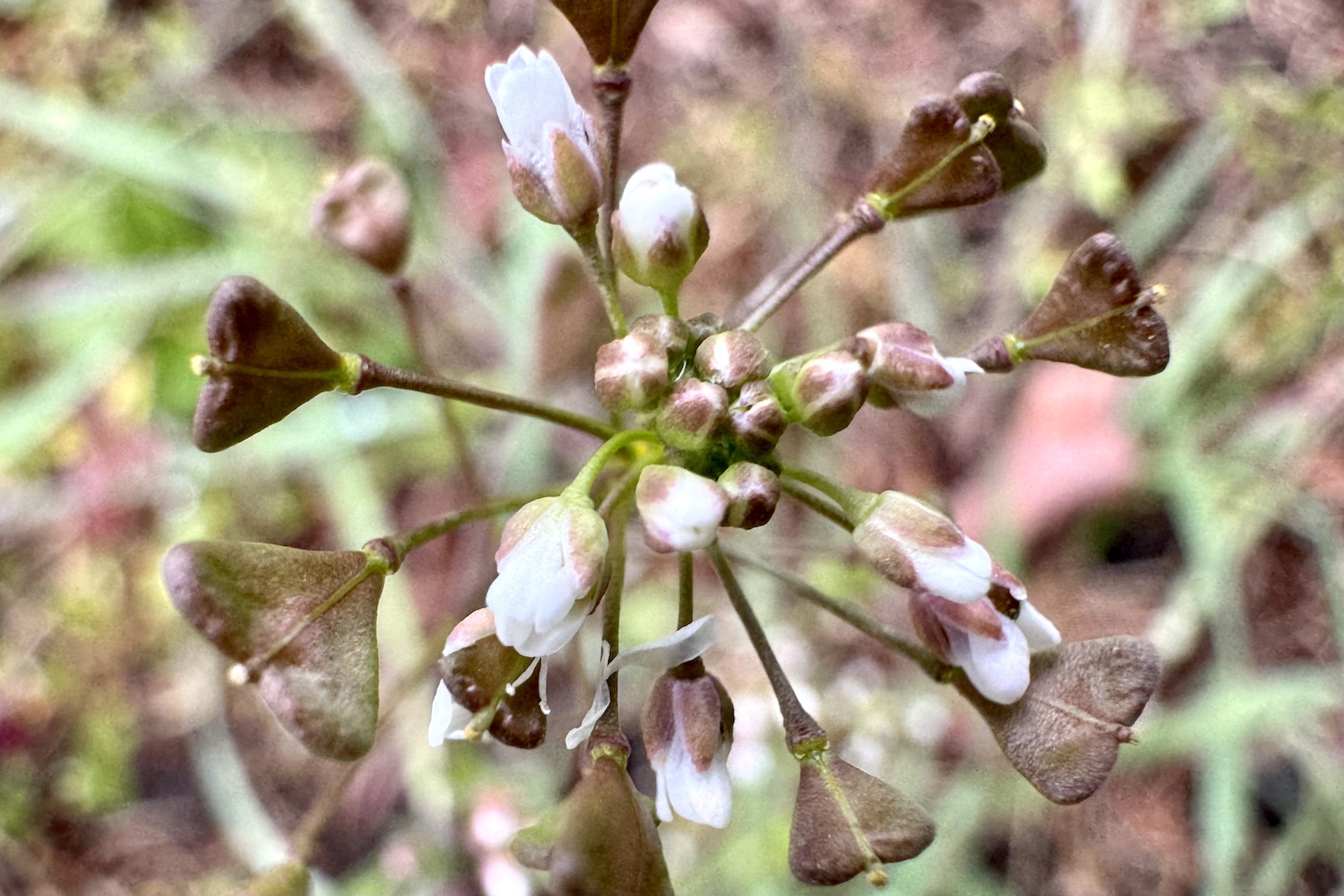Hirtentäschel - Capsella bursa-pastoris