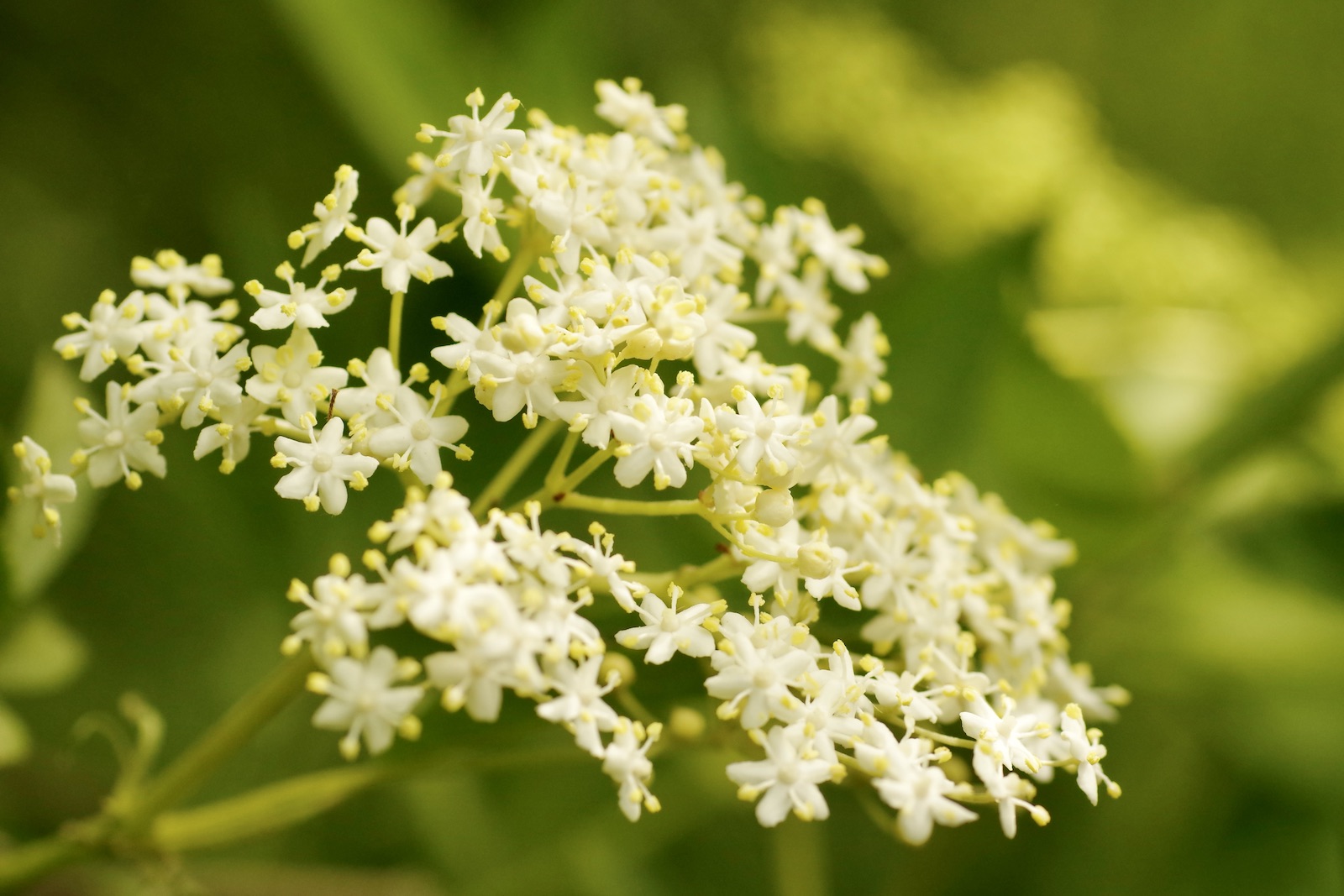 Holunder - Sambucus nigra