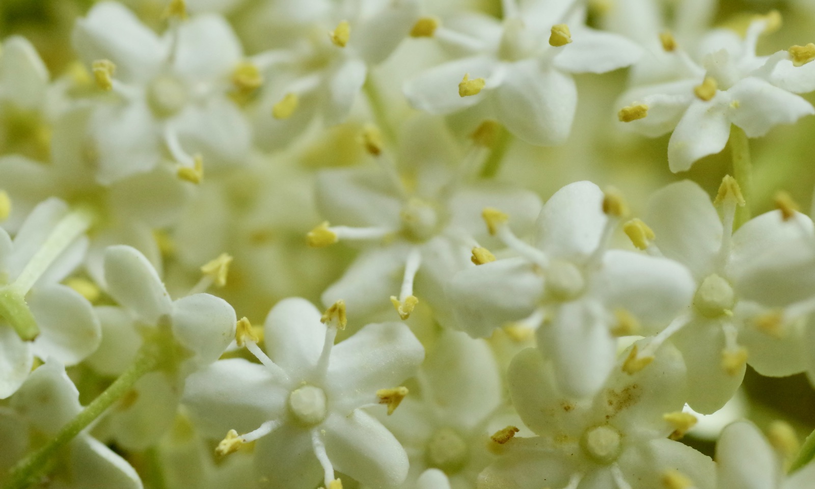 Holunder - Sambucus nigra