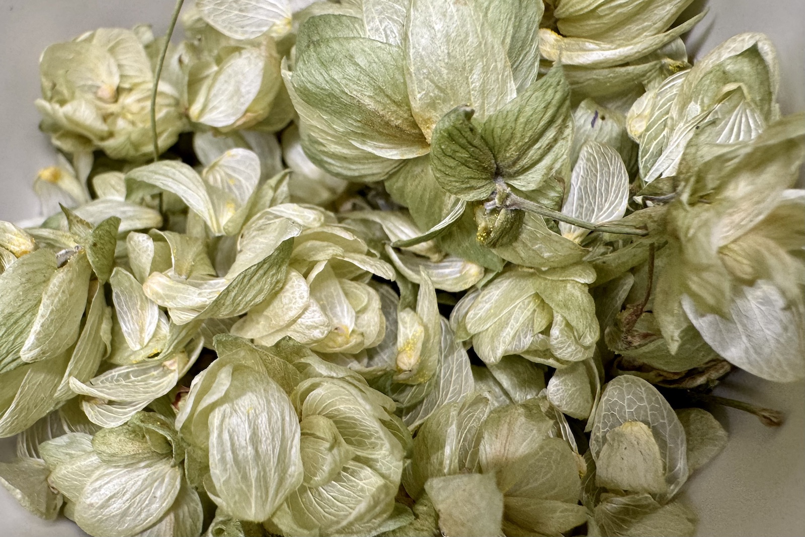 Hopfen - Humulus lupulus