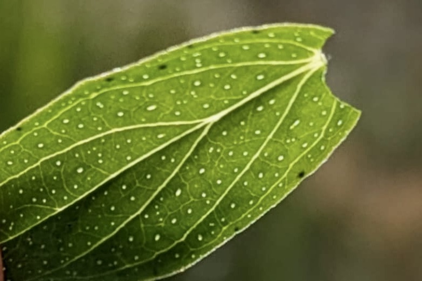 Johanniskraut - Hypericum perforatum