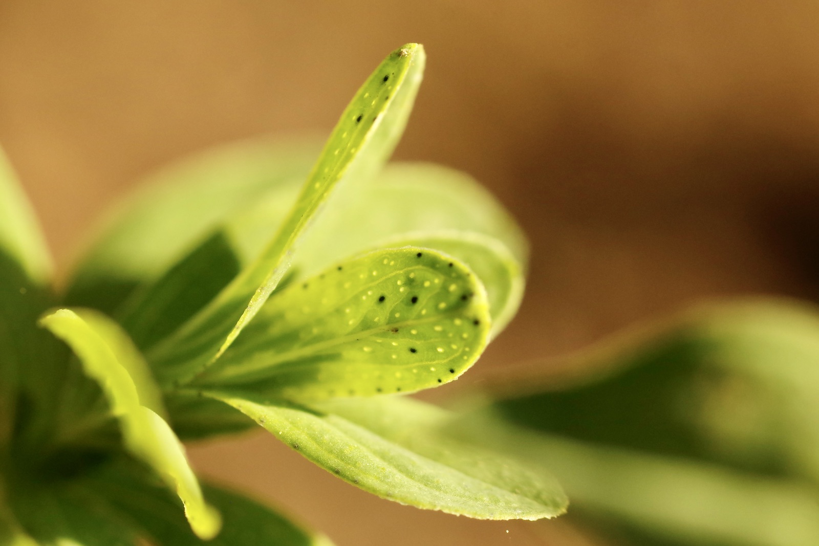 Johanniskraut - Hypericum perforatum