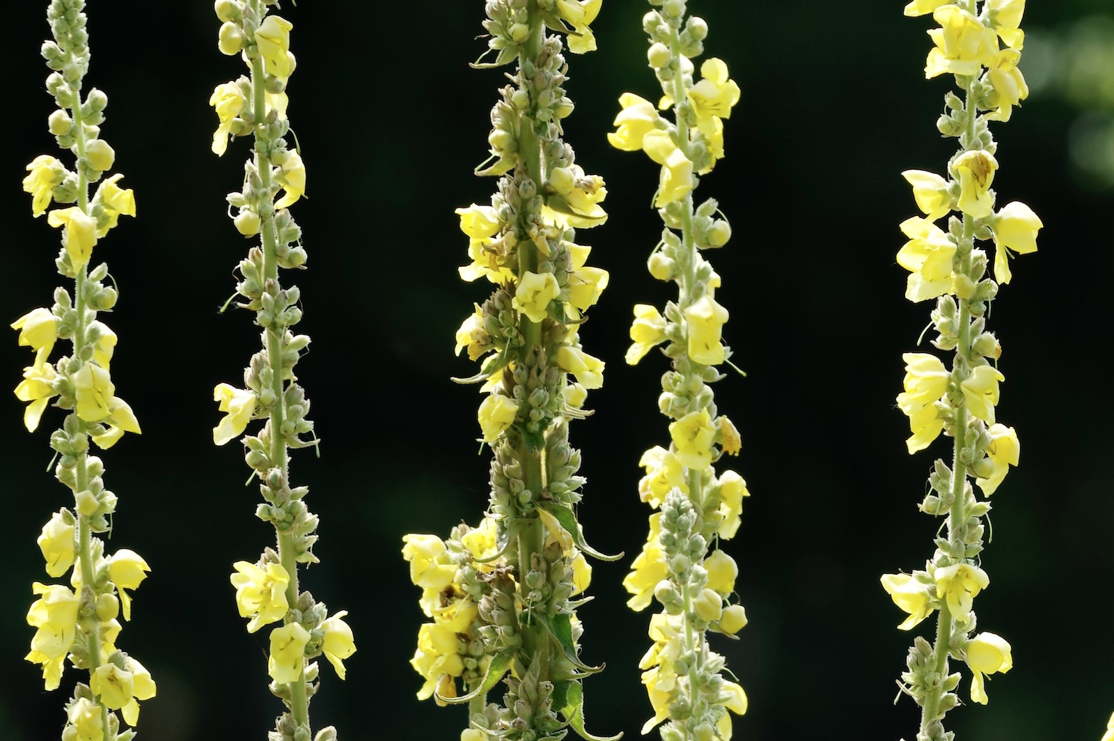 Königskerze - Verbascum thapsiforme