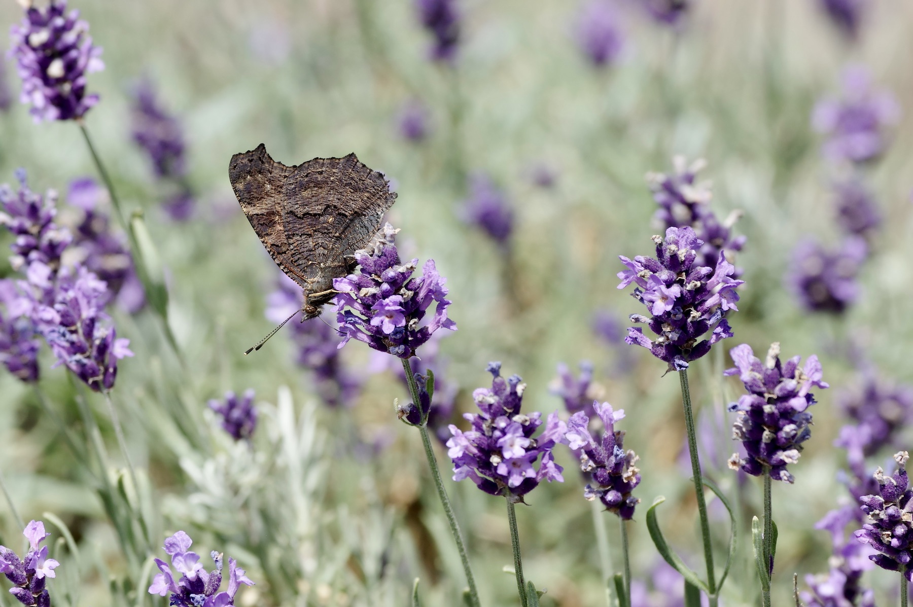 Lavendel - Lavandula angustifolia