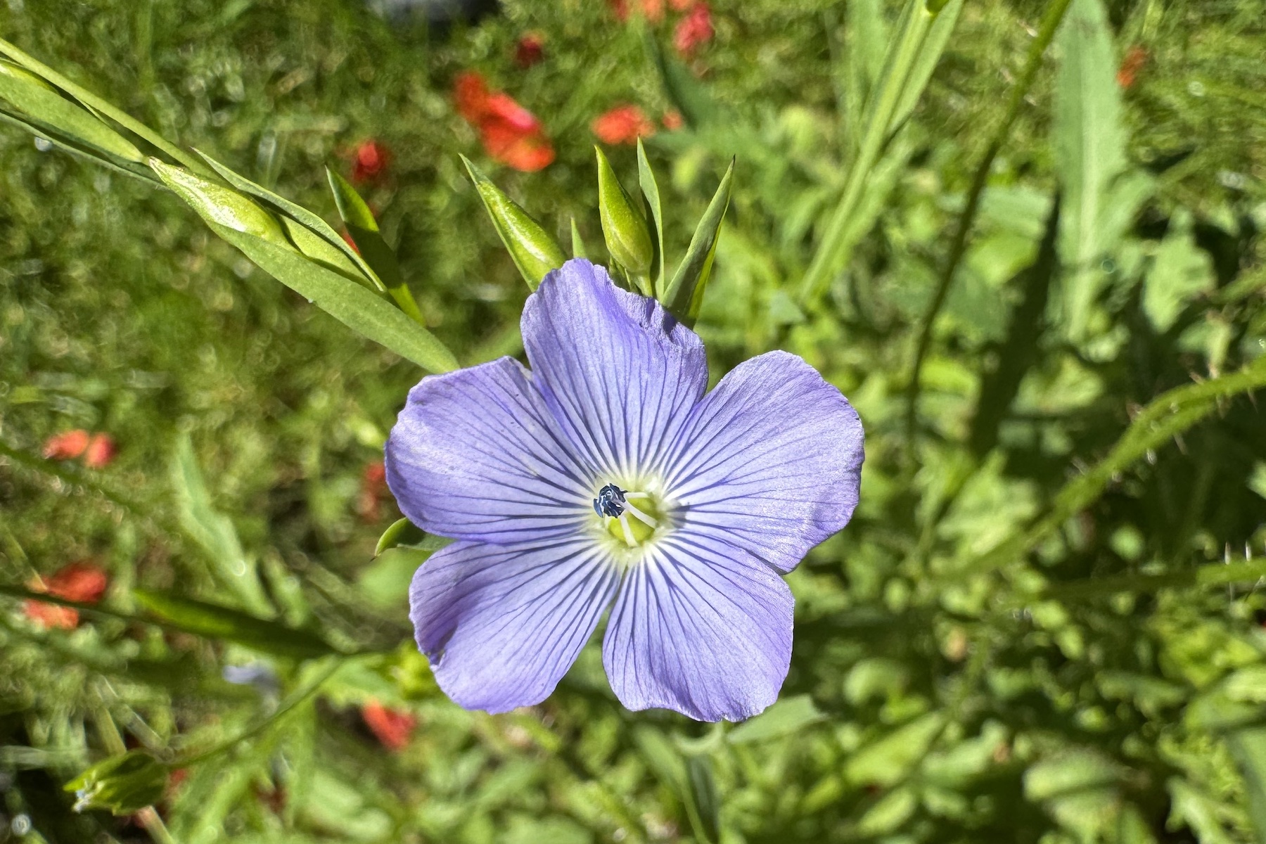 Lein - Linum usitatissimum