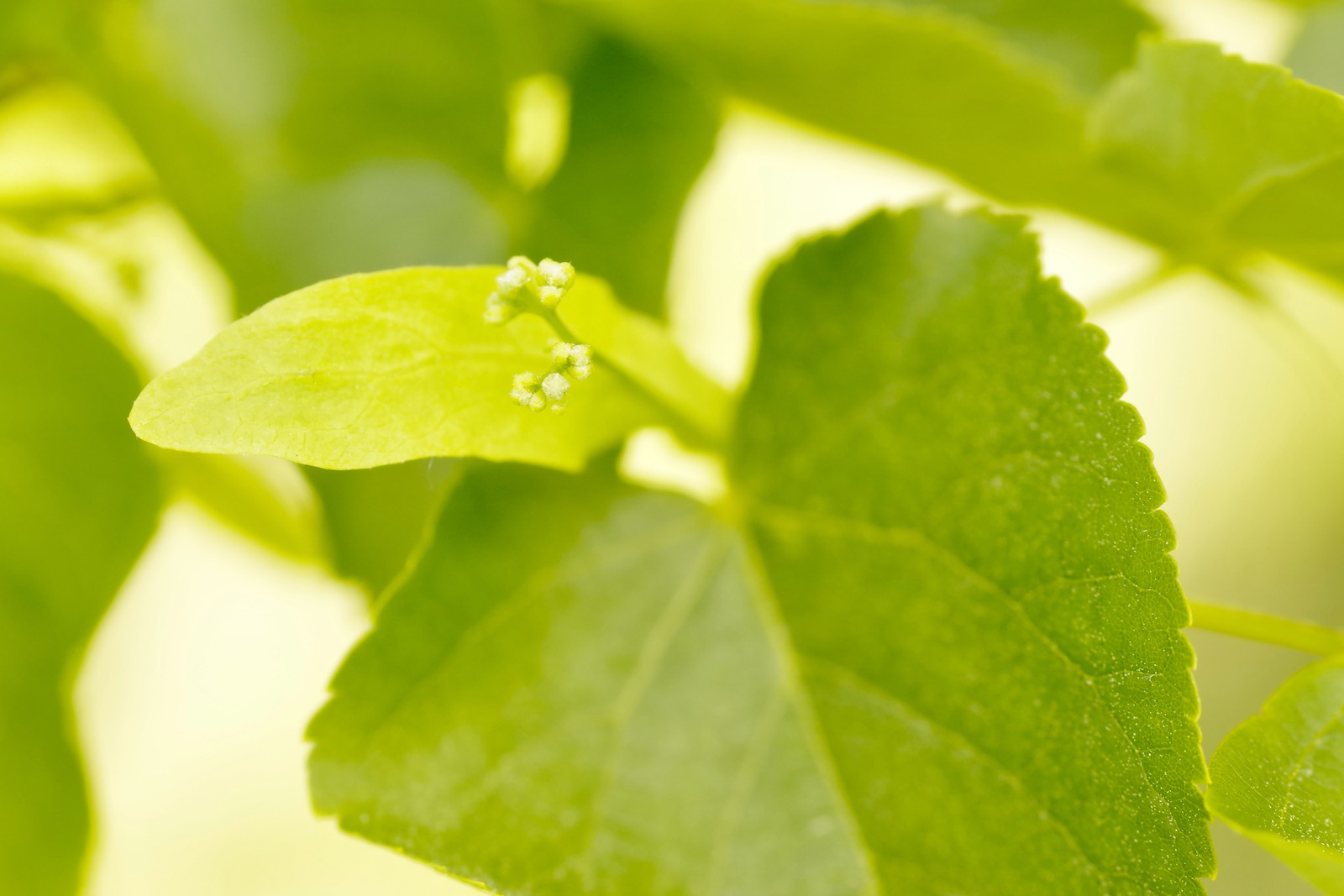 Lindenblüte - Tilia cordata