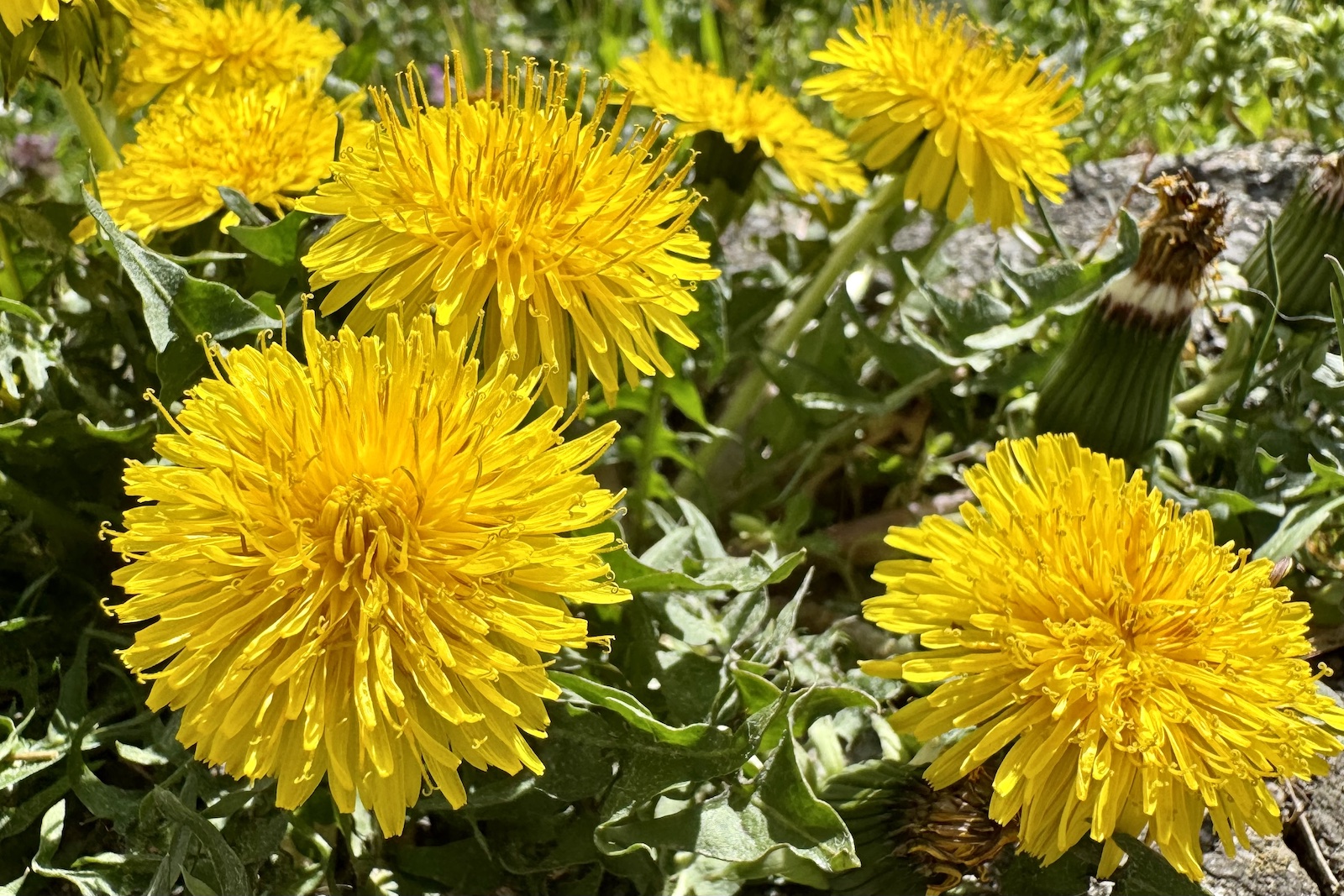 Löwenzahn - Taraxacum officinale