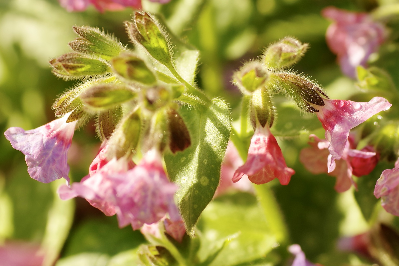 Lungenkraut - Pulmonaria officinalis