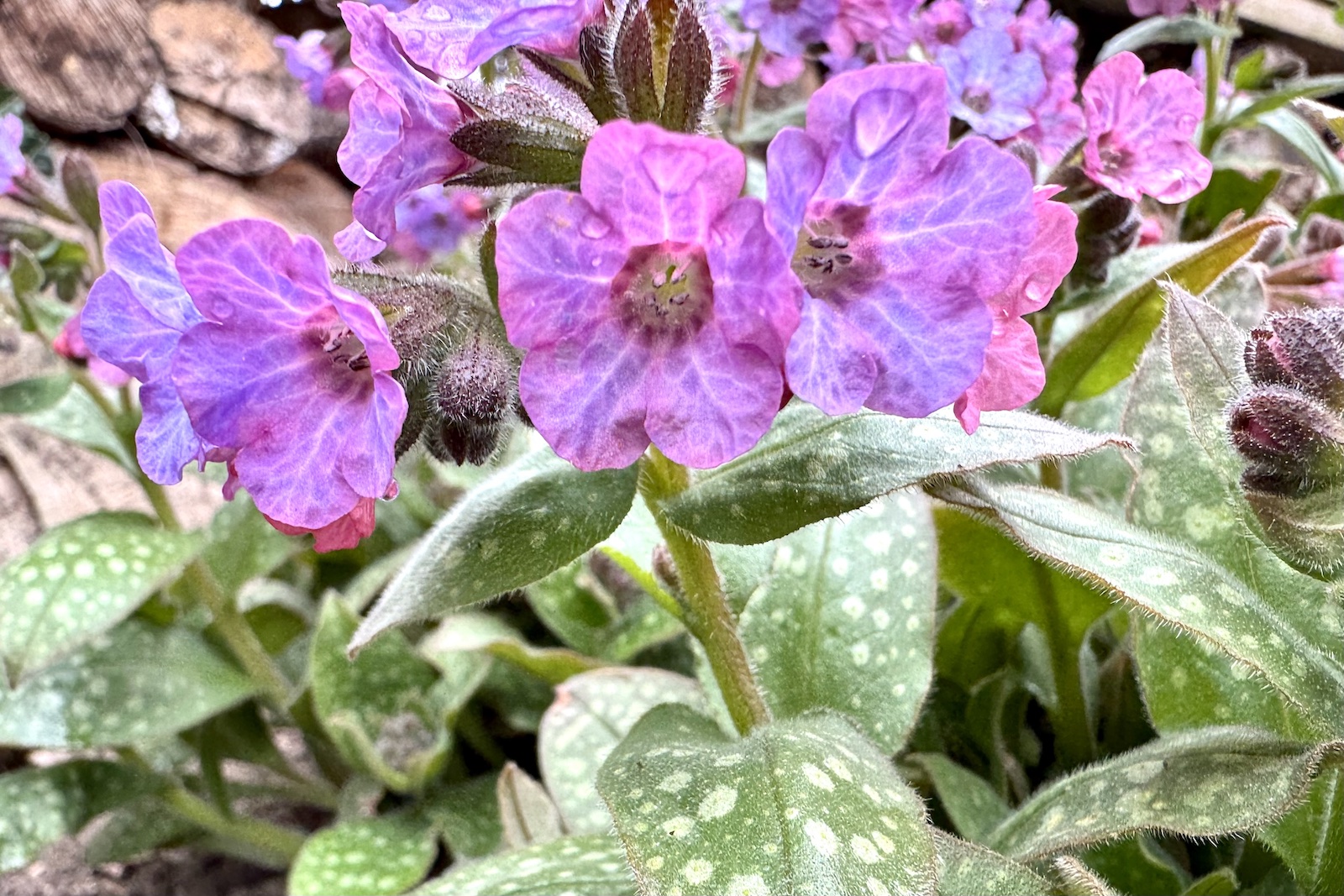Lungenkraut - Pulmonaria officinalis