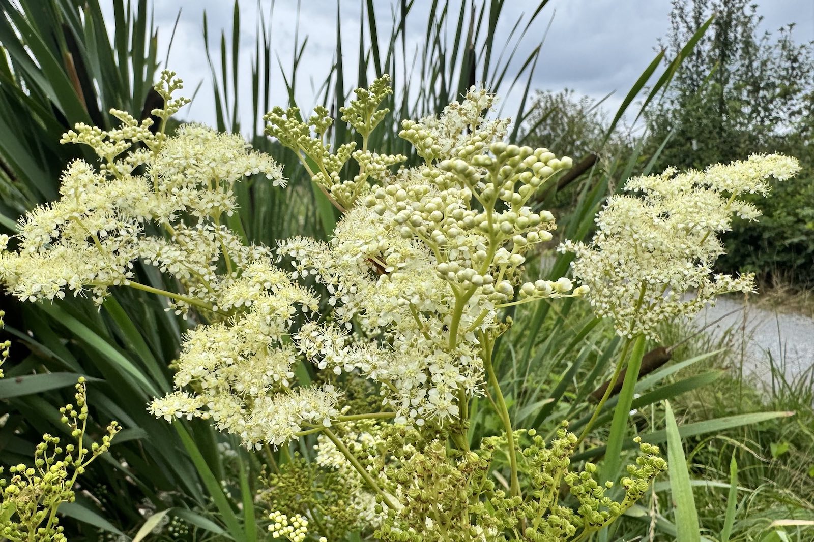 Mädesüß - Filipendula ulmaria