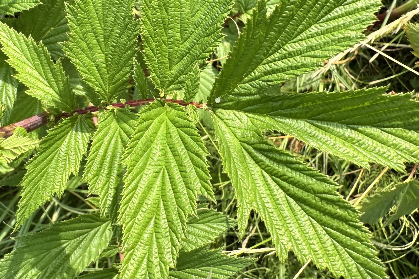 Mädesüß - Filipendula ulmaria