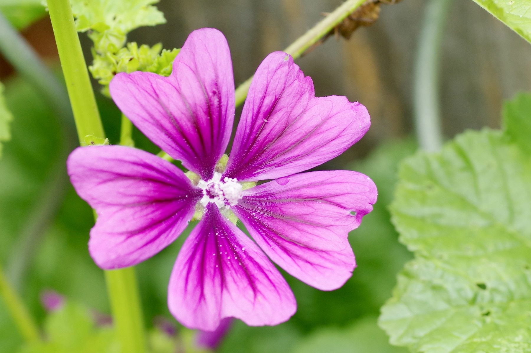 Wilde Malve - Malva sylvestris