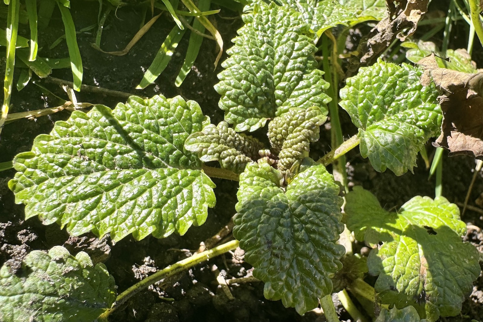 Melisse - Melissa officinalis