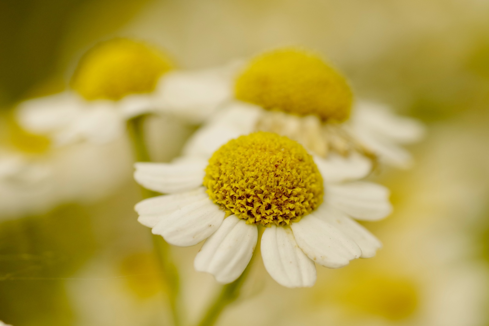 Mutterkraut - Tanacetum parthenium