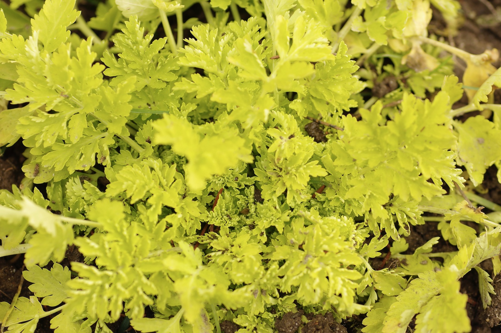 Mutterkraut - Tanacetum parthenium