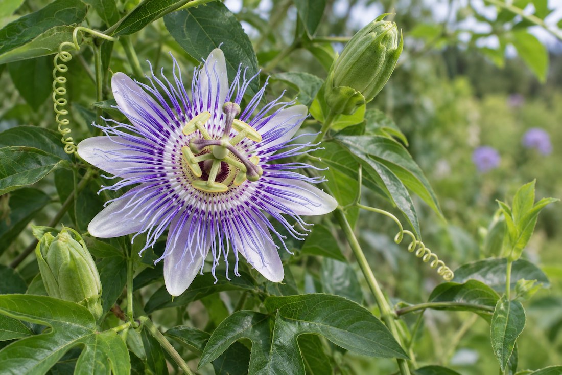Passionsblume – Passiflora incarnata