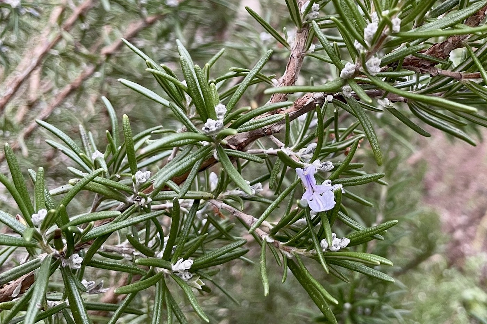 Rosmarin - Rosmarinus officinalis