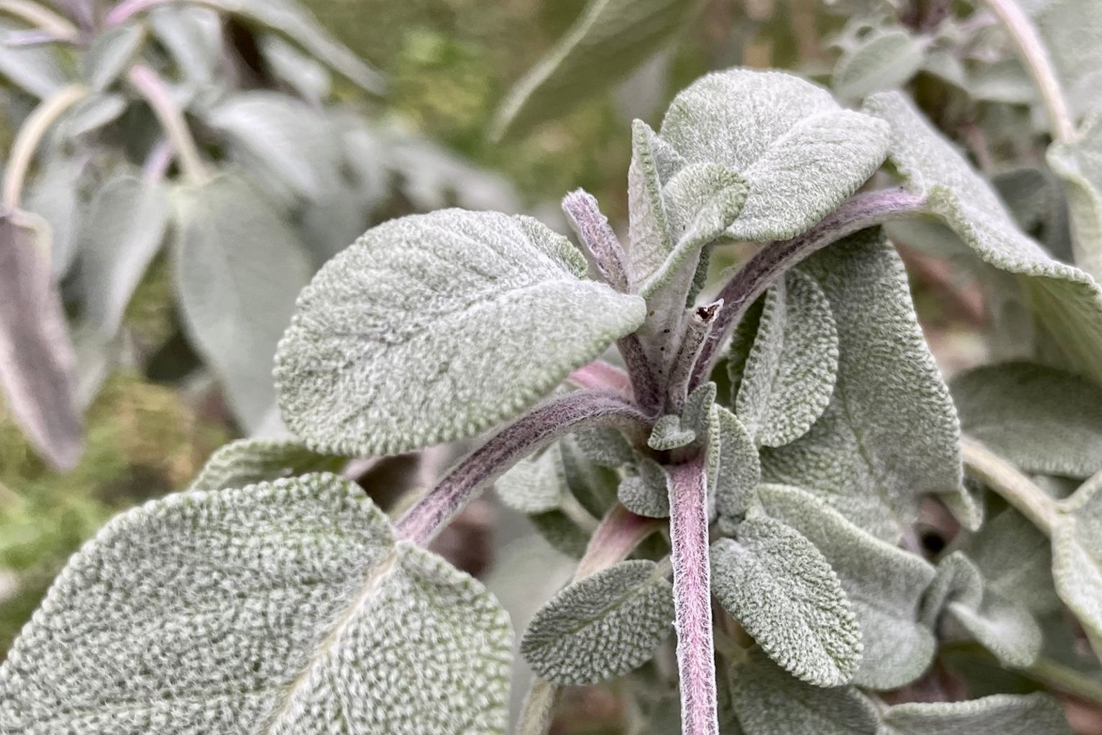 Salbei - Salvia officinalis