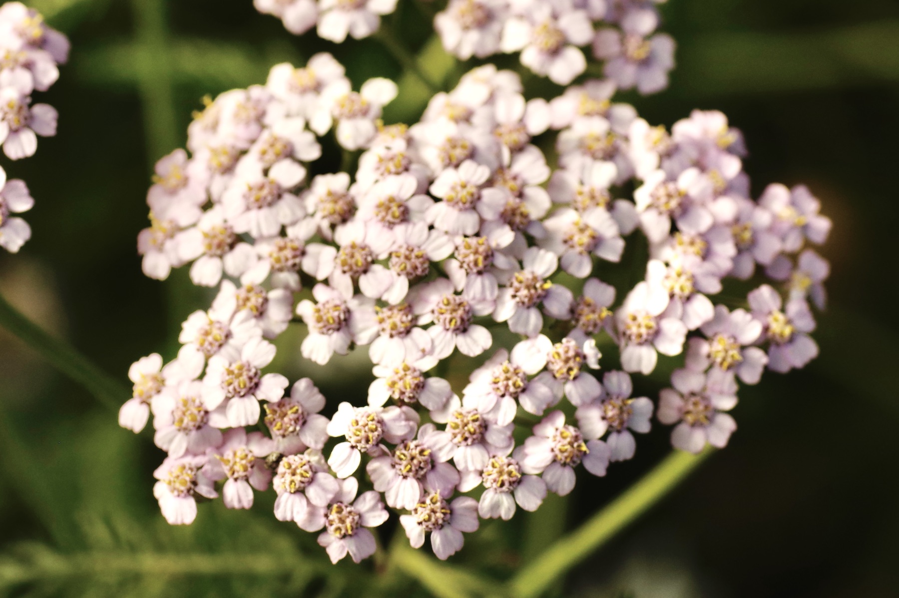 Schafgarbe - Achillea millefolium