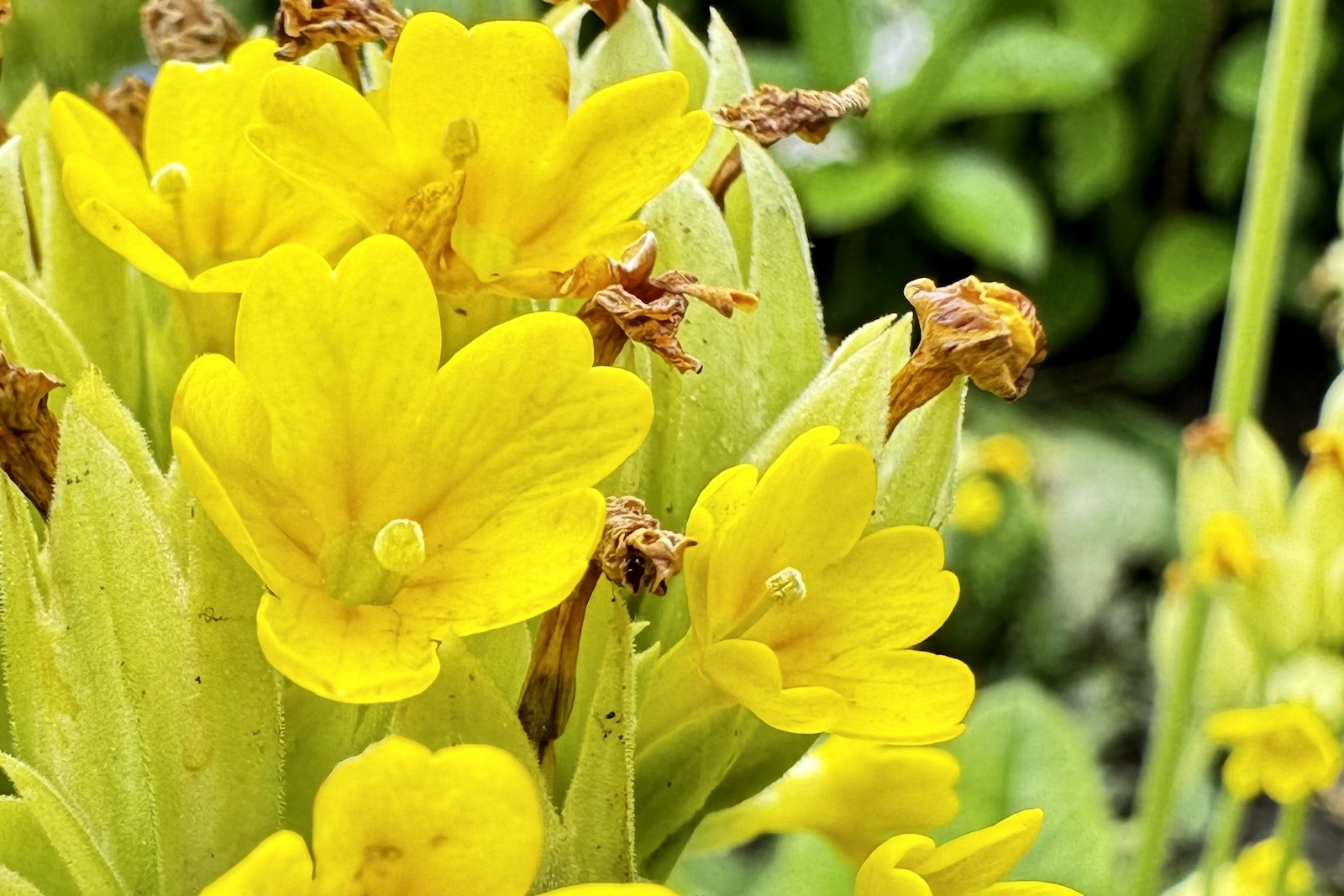 Schlüsselblume - Primula veris