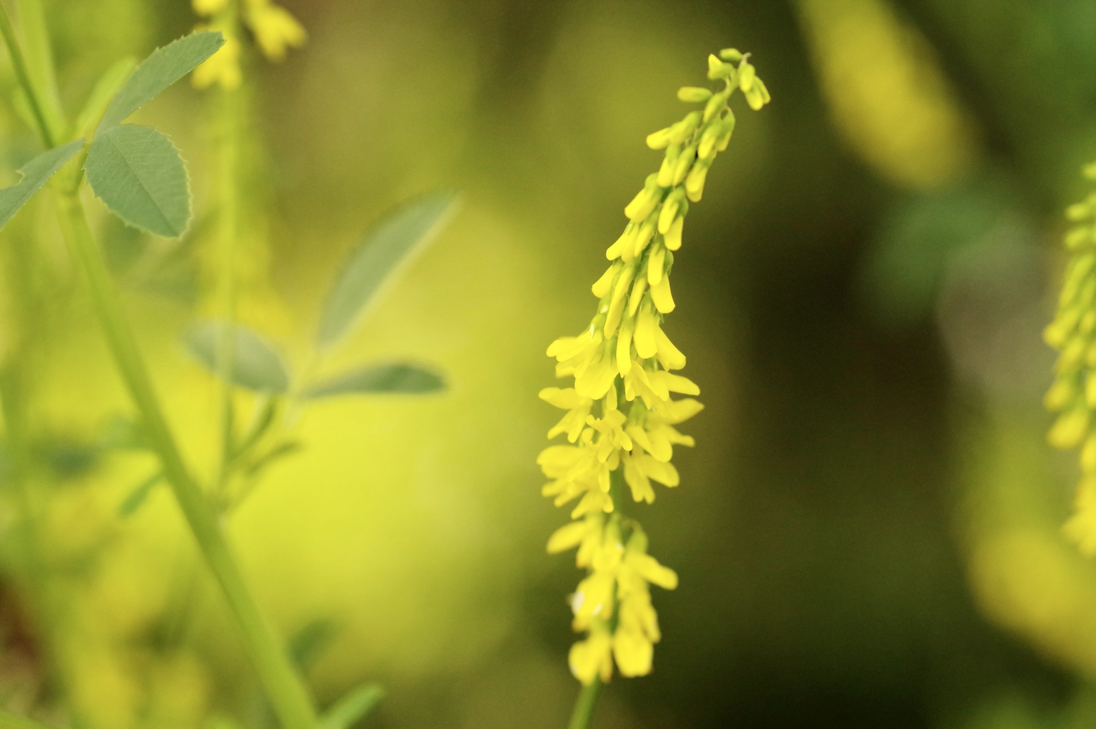 Steinklee - Melilotus officinalis