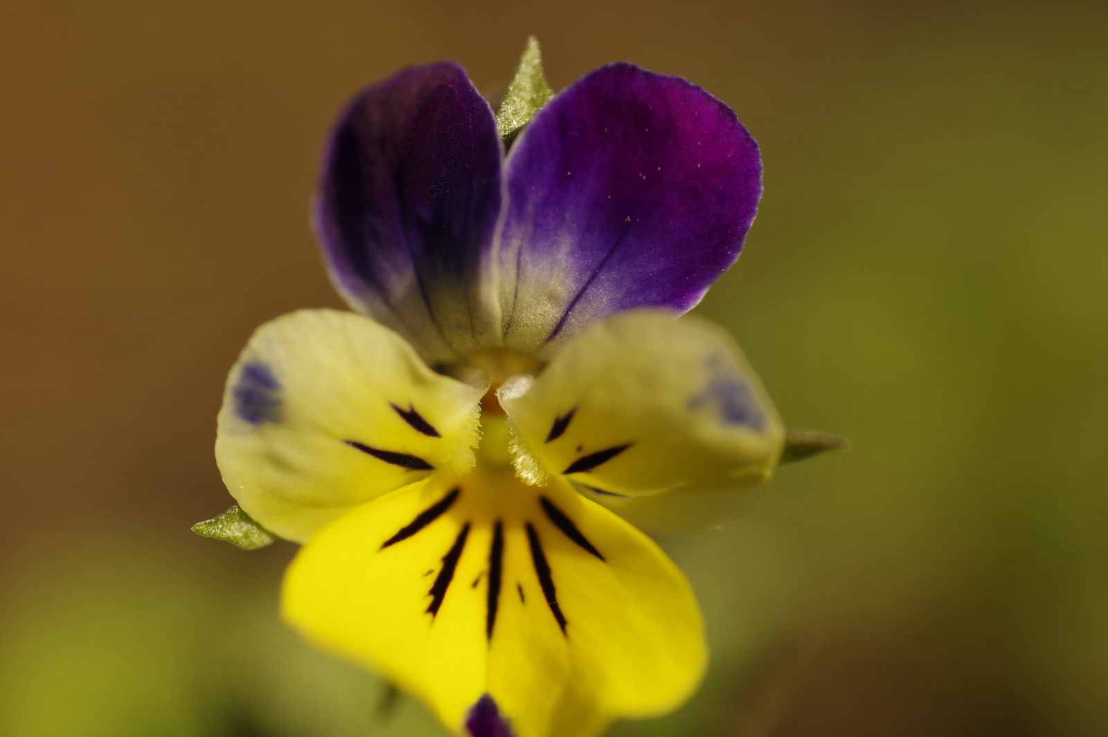 Wildes Stiefmütterchen - Viola tricolor