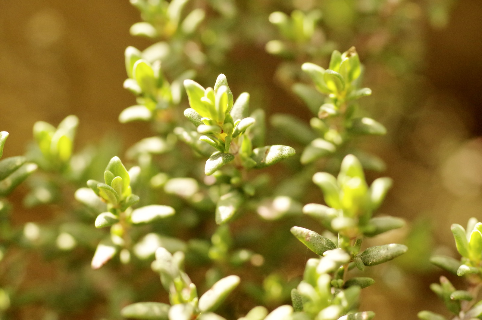 Thymian - Thymus vulgaris