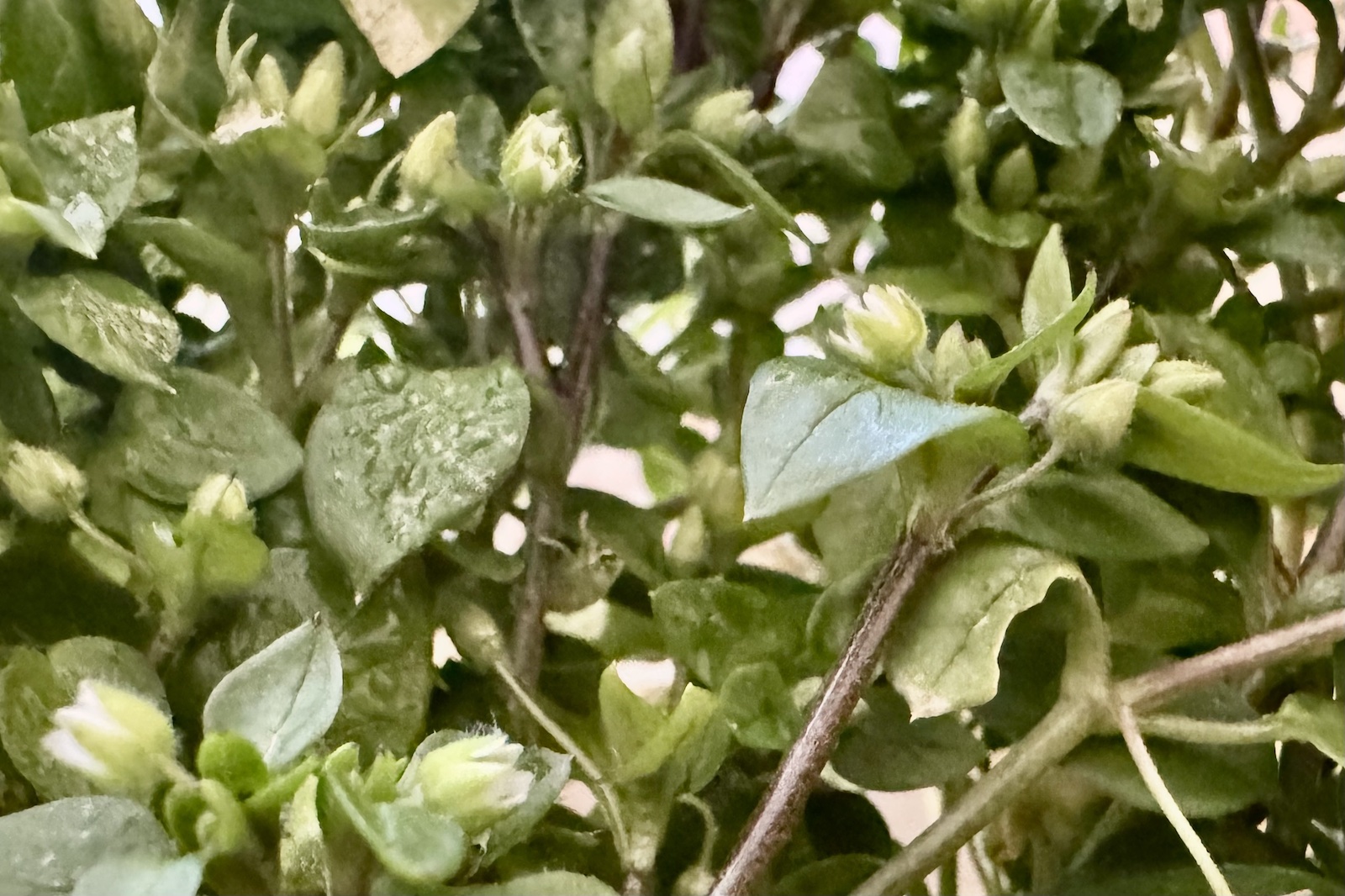 Vogelsternmiere - Stellaria media